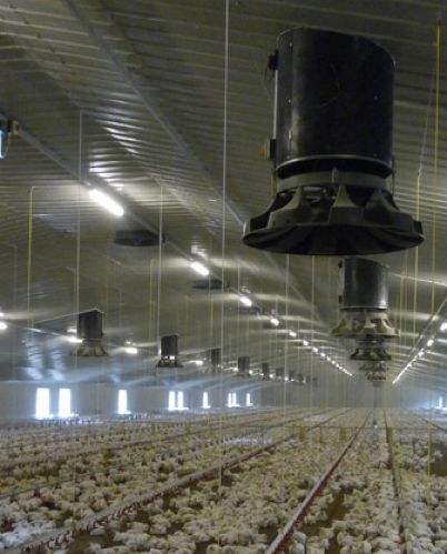 Vaccine efficiency is key in poultry production