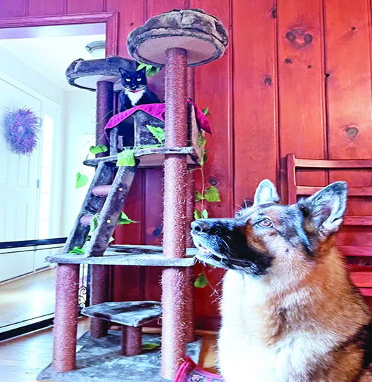 Cat tree for clearance dogs