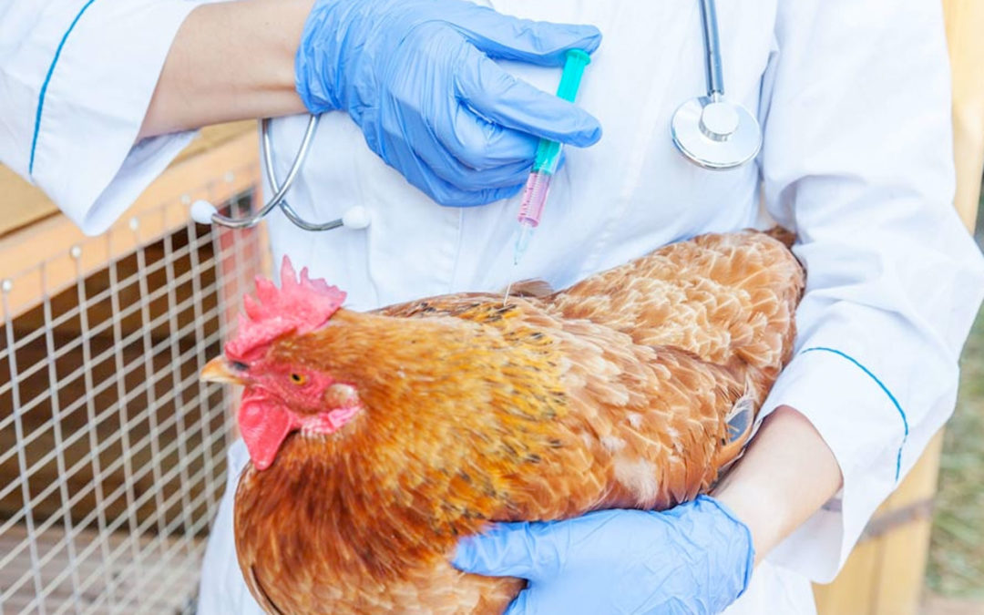 Gripe aviar: Daños indecibles y consecuencias inexplicables