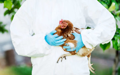 Bird flu detected in Chile and human case reported in Equador