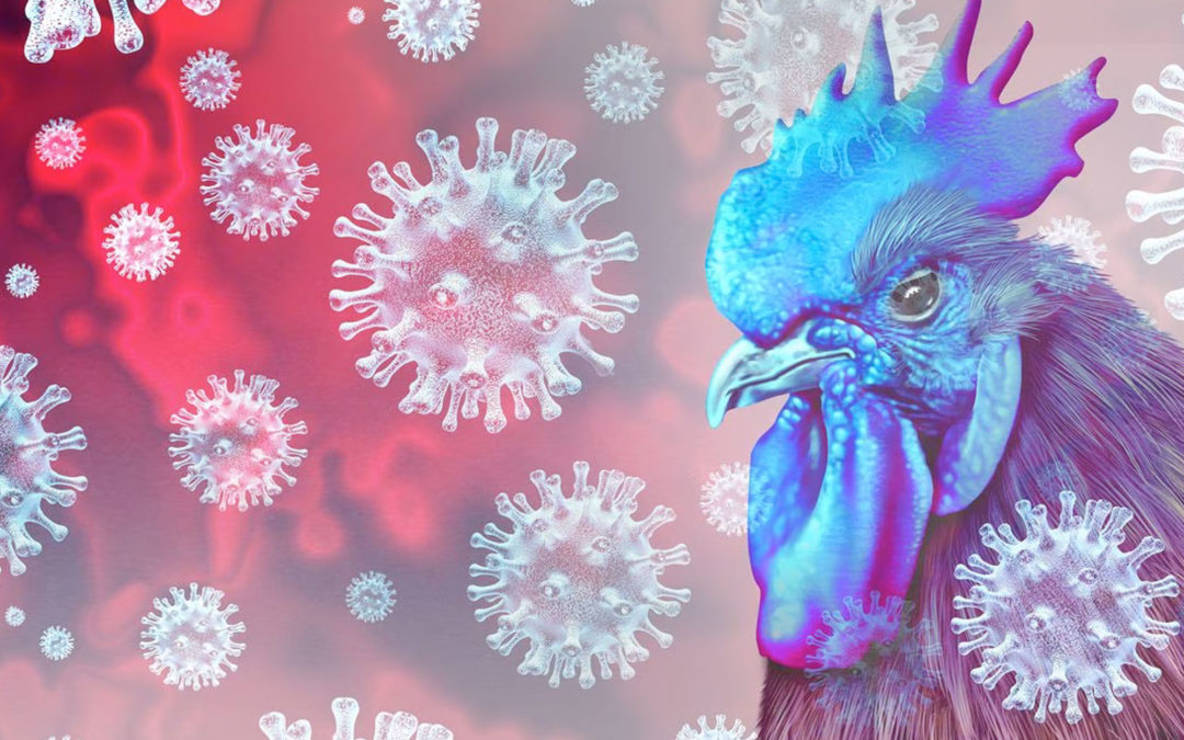 México consigue frenar la gripe aviar, un virus que mantiene al mundo en alerta