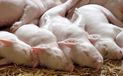 ¿Cómo se controla y previene el virus de la diarrea epidémica porcina (PEDv) en los EE. UU.?