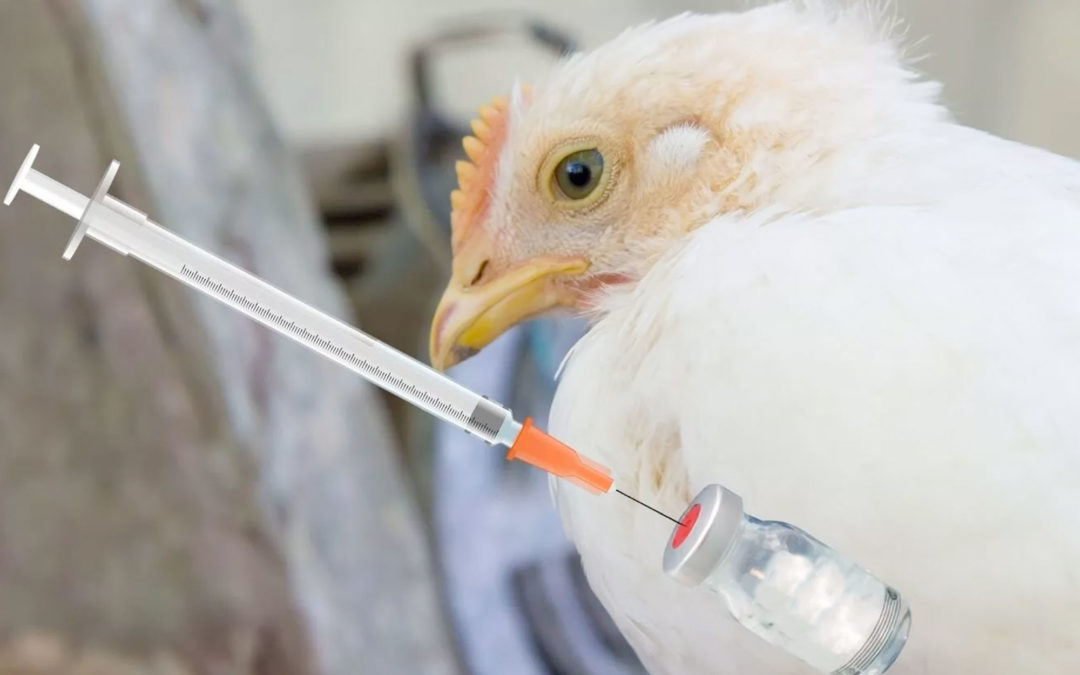 Vacunación para la influenza aviar, avanzando en la dirección correcta pero a baja velocidad.