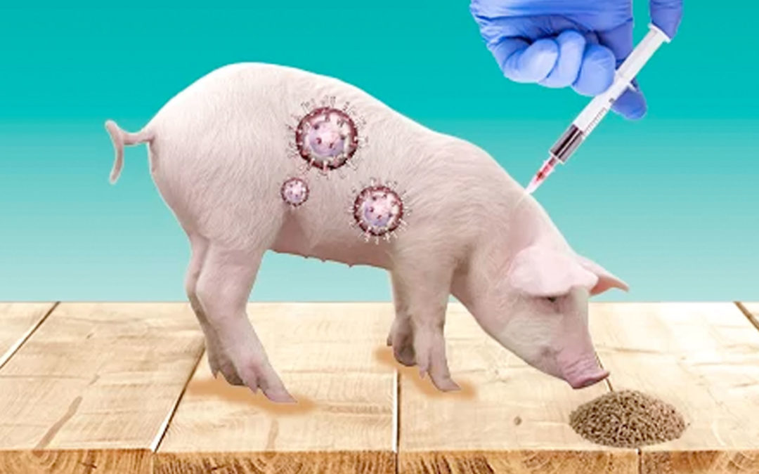 Laboratorio francés avanza con vacuna contra la peste porcina africana