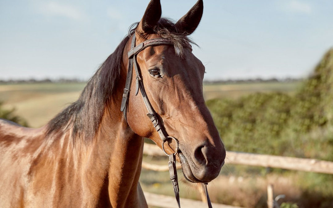 Respiratory Molecules Could Lead to Customized Equine Asthma Treatments