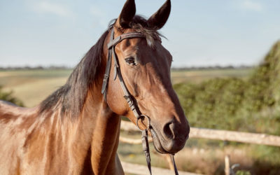 Las moléculas respiratorias podrían conducir a tratamientos personalizados para el asma equina