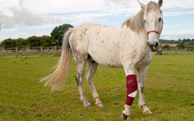 Using Amniotic Membrane for Wound Healing in Horses