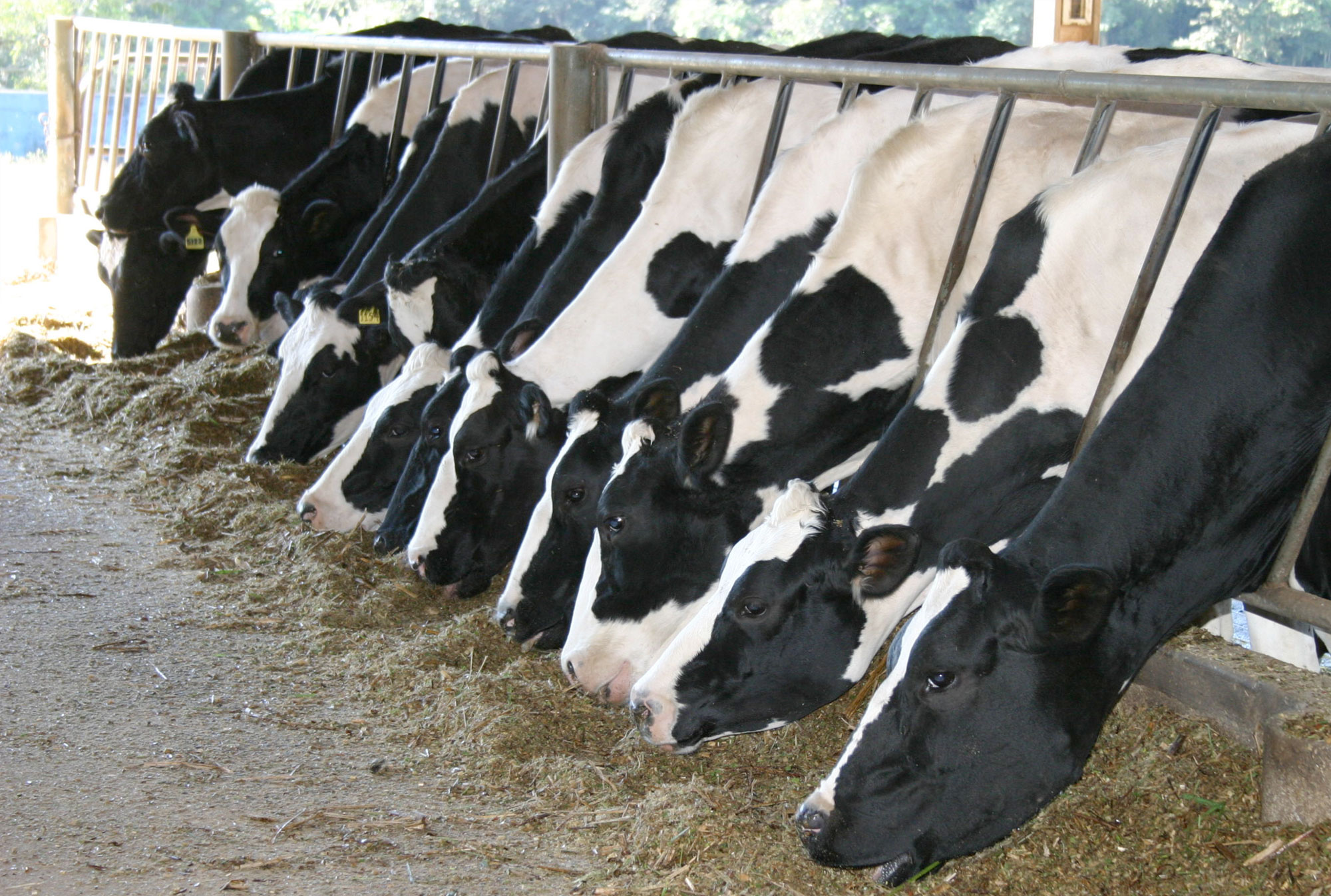 Heat stress in dairy cows housed in confinement systems