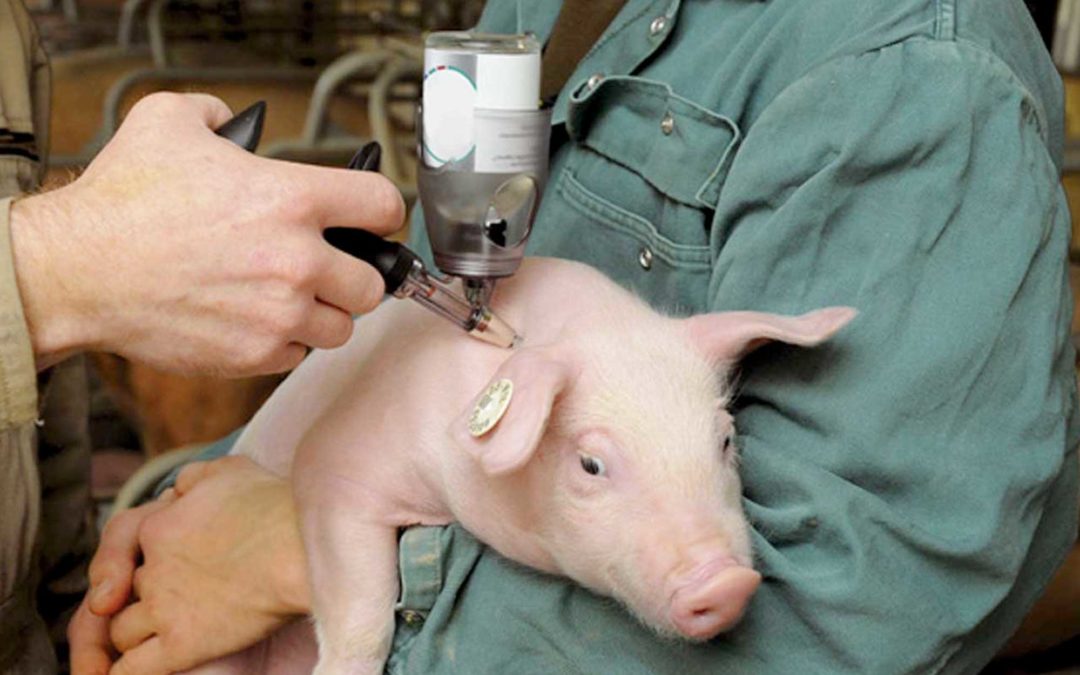 Filipinas recomienda la vacuna Avac contra la peste porcina africana
