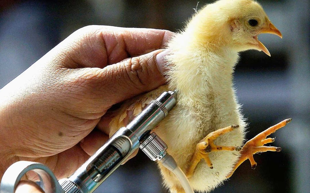 Francia, primero en la UE en pedir vacunas contra la gripe aviar