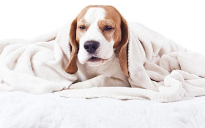 Influenza canina (gripe canina)