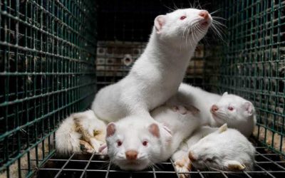 Avian influenza: mink species particularly problematic