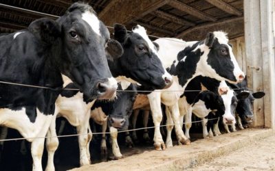 Reducing zoonotic disease transmission in dairy farms