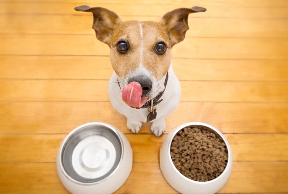 what-s-the-ideal-feeding-schedule-for-dogs-bioadvance