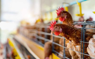 Brasil confirma gripe aviar en estado productor de aves de corral
