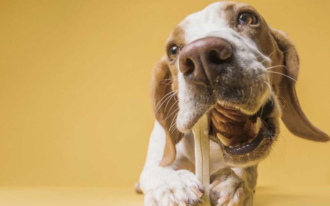 Huesos crudos y carnosos enteros como parte de la dieta de tu perro