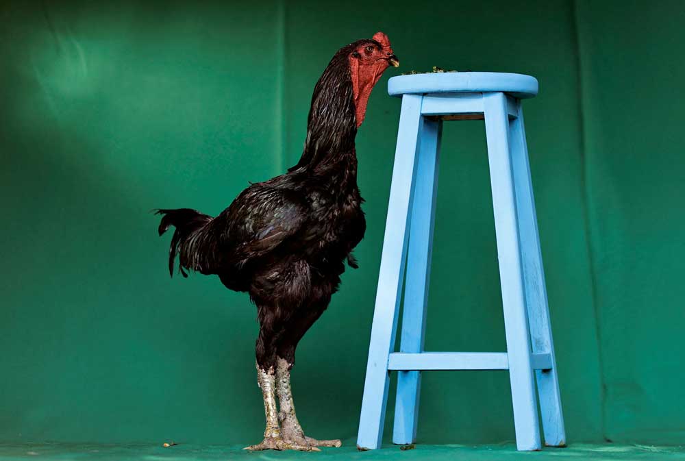 Granjero brasileño logra grandes ganancias de gallos gigantes