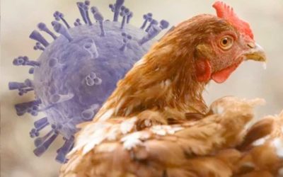 Lo que se necesita saber sobre la influenza aviar