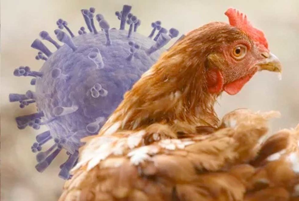 What You Need To Know About Avian Influenza | Bioadvance