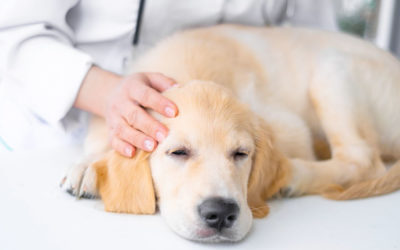 Symptoms of Pancreatitis in Dogs and Treatment
