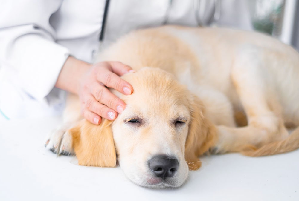 Symptoms of Pancreatitis in Dogs and Treatment