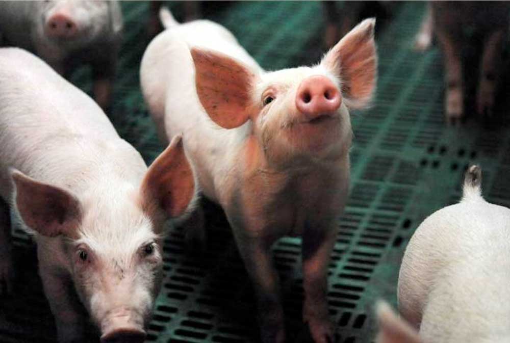 Brasil confirma brote fuera de zona libre de peste porcina clásica