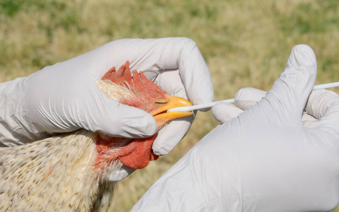 The current Highly Pathogenic Avian Influenza: To vaccinate or not to vaccinate?