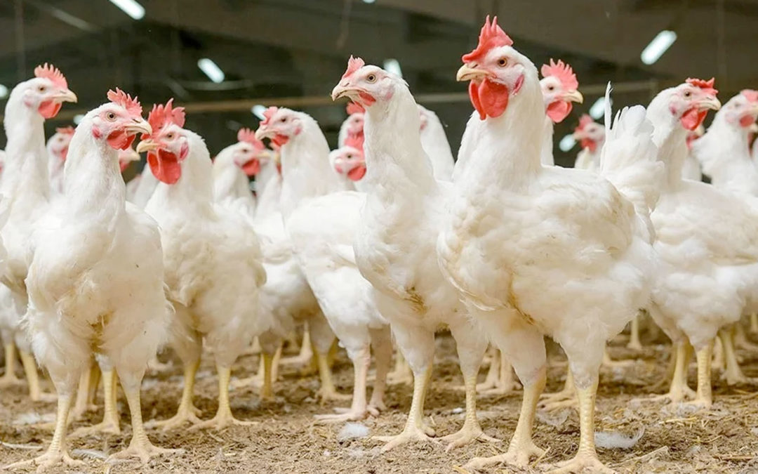 Nuevo bacteriófago para combatir la salmonella en pollos de engorde