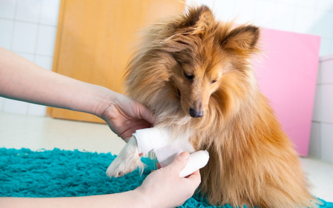 Antisépticos naturales para heridas en perros