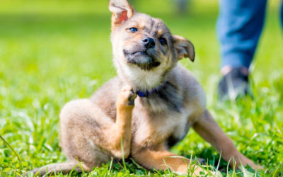 Esteroides para perros: ventajas y desventajas