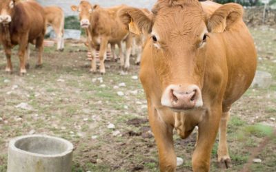 Los productores lecheros y ganaderos franceses se enfrentan a múltiples amenazas de enfermedades