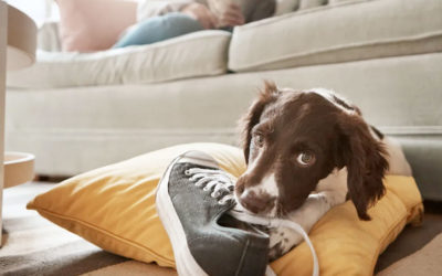 Rompe el hábito de morder de tu perro