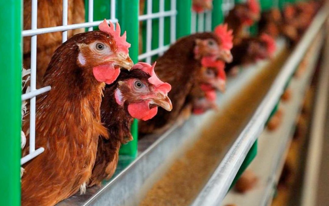 Se necesitan nuevas estrategias para controlar la IBD en las aves de corral