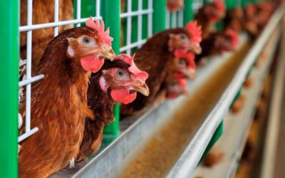 Se necesitan nuevas estrategias para controlar la IBD en las aves de corral