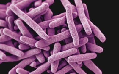 Validación de Incubación corta para la Lisis de la muestra en el kit ID Gene™ Mycobacterium Tuberculosis Complex Duplex