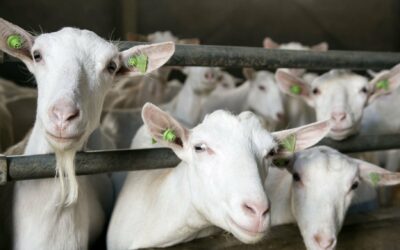Reliably detecting FMD and the role of small ruminants in transmission