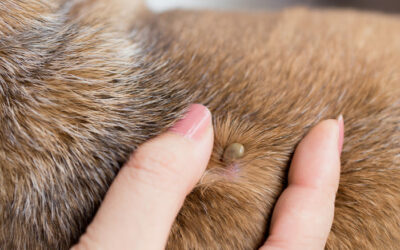 How to remove a tick