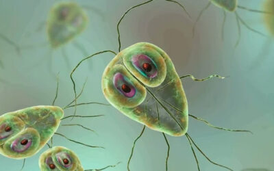 Giardiasis y coccidiosis en cachorros