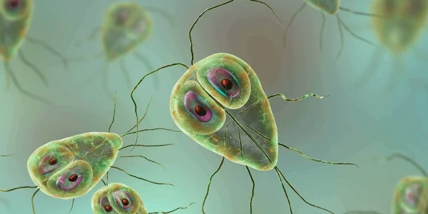 Giardiasis y coccidiosis en cachorros