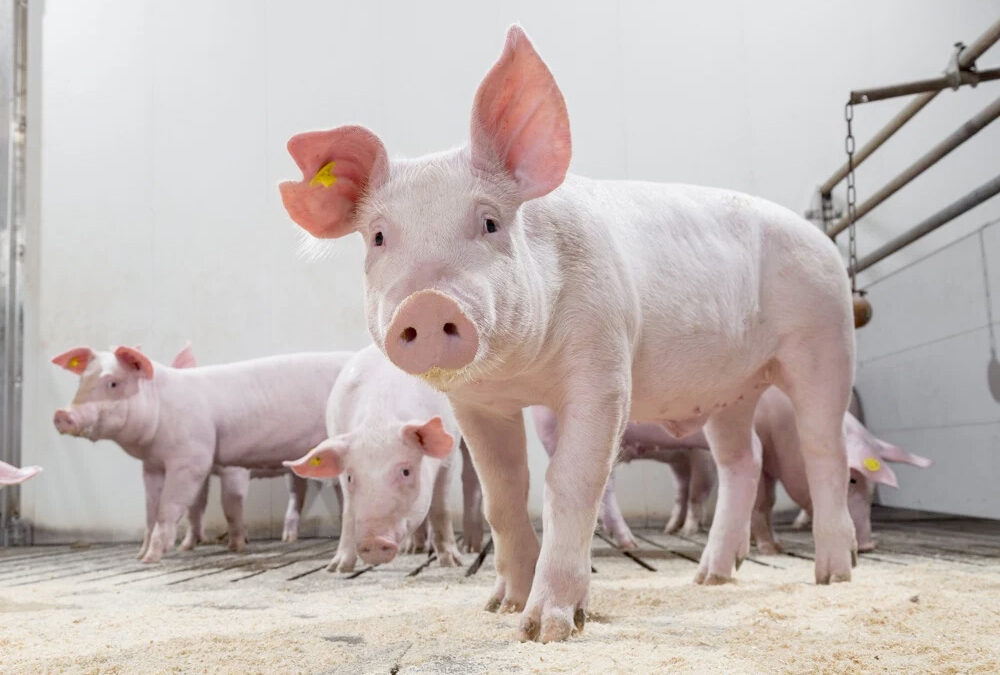 La FDA aprueba una tecnología para criar cerdos resistentes al PRRS 