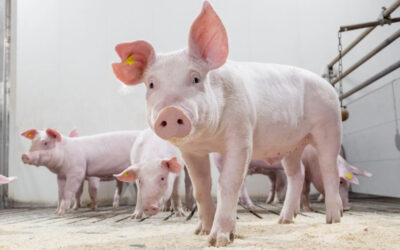 La FDA aprueba una tecnología para criar cerdos resistentes al PRRS 
