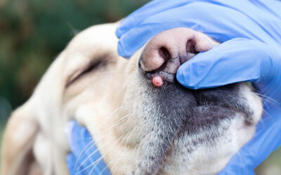 Cáncer de piel canino