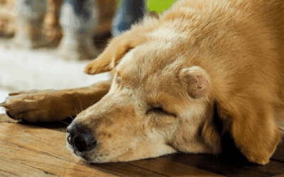 A drug can destroy skin cancer in dogs