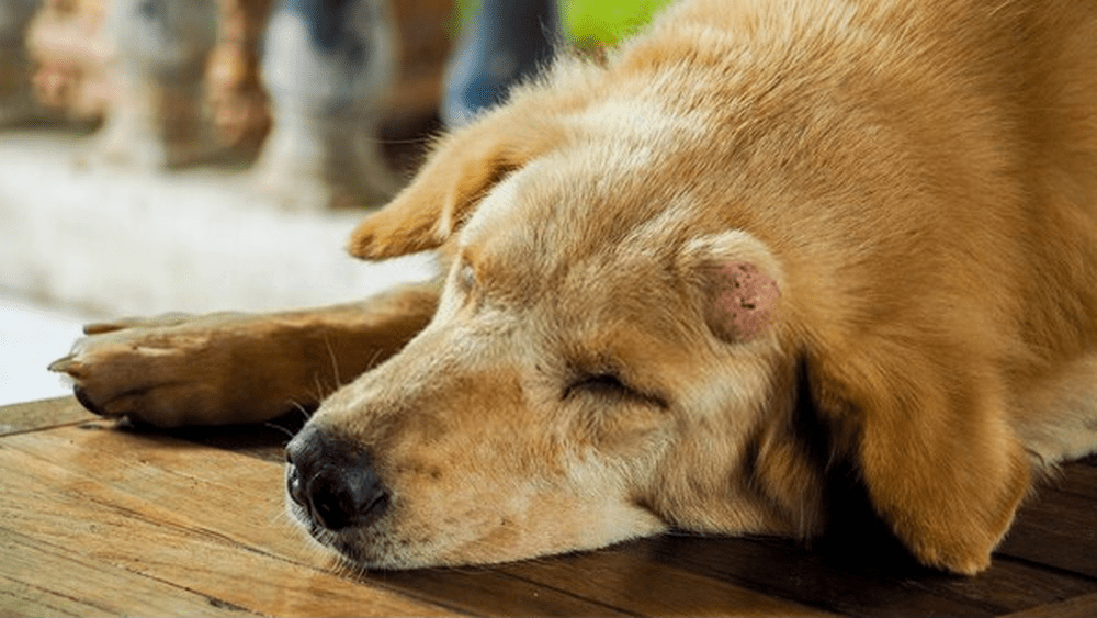 Un fármaco puede destruir el cáncer de piel en los perros
