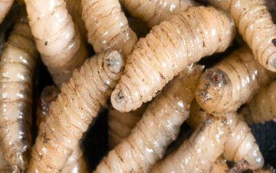 4 major animal health issues in the spotlight