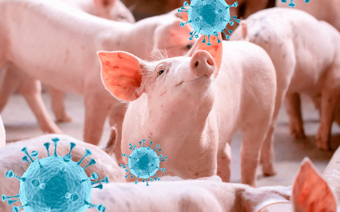 Tuberculosis in pigs