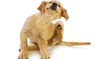 Do Allergy Shots Offer Lasting Relief for Dogs?