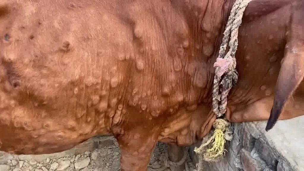 dermatosis nodular bovina