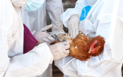 La Organización Mundial de Sanidad Animal (WOAH) insta a una acción global coordinada para la vacunación avícola.