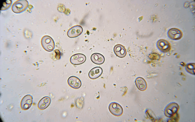 Coccidia in Dogs